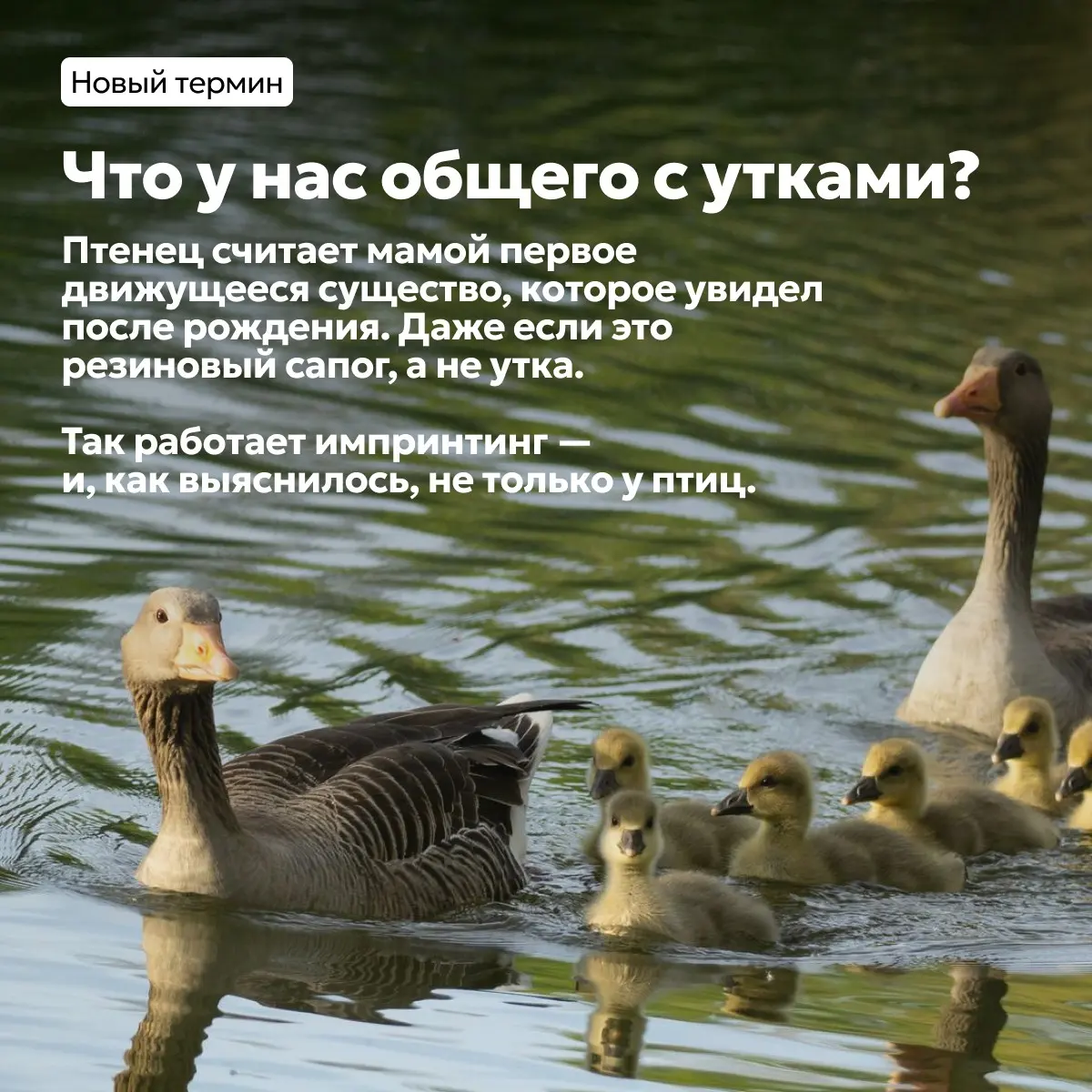 Почему нами движет синдром утёнка? | Сетка — социальная сеть от hh.ru