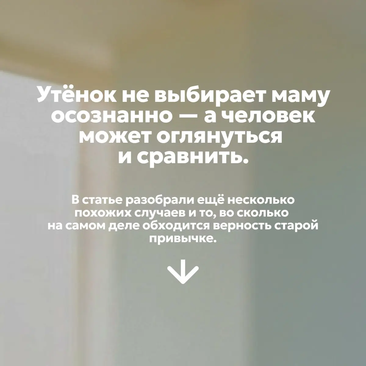 Почему нами движет синдром утёнка? | Сетка — социальная сеть от hh.ru