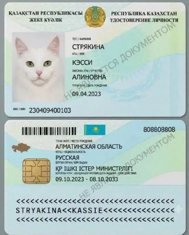 Котам в Казахстане начали выдавать паспорта — удостоверение кошачьей личности можно найти в местном аналоге «Госуслуг» | Сетка — социальная сеть от hh.ru