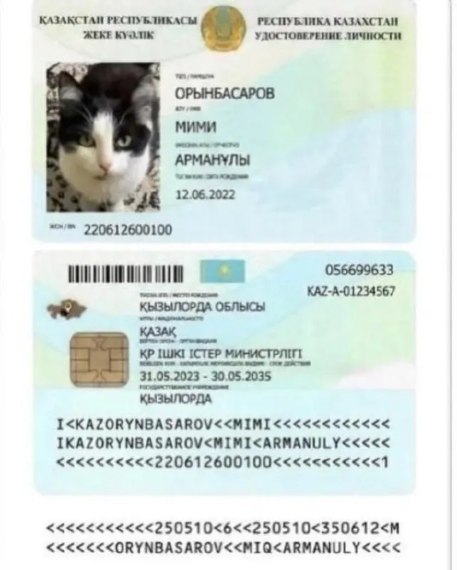 Котам в Казахстане начали выдавать паспорта — удостоверение кошачьей личности можно найти в местном аналоге «Госуслуг» | Сетка — социальная сеть от hh.ru