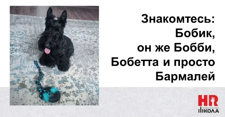 Про живность: когда четвероногие — лучший антидепрессант
👉Пятница. А я слегка устала от резюме с перлами — да и коллекция за неделю набралась, к счастью, скромная | Сетка — социальная сеть от hh.ru