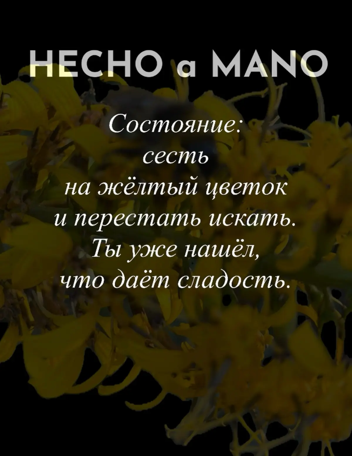 Пчела не думает о цветке | Сетка — социальная сеть от hh.ru