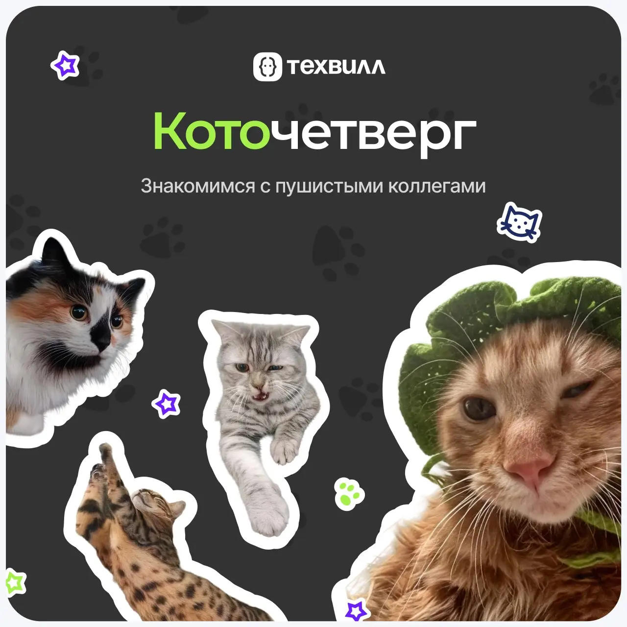 🤗Мокрый носик, замурчательное настроение
Кототема сама себя не раскроет — поэтому в этот четверг снова смотрим, кто у нас в ТехВилл отвечает за мурчание, уют и внезапное появление на созвоне | Сетка — социальная сеть от hh.ru