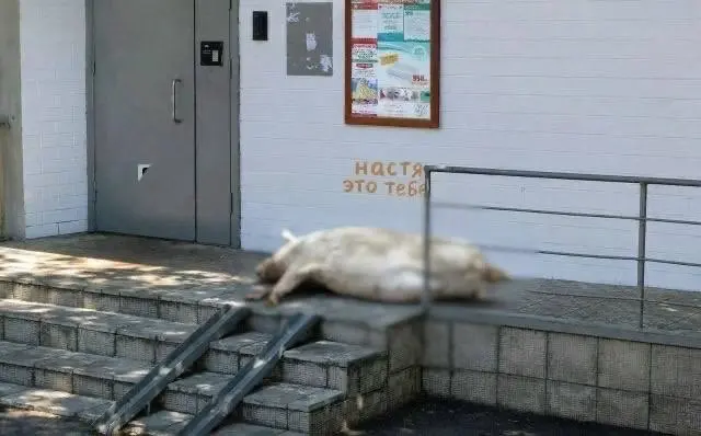 В Москве на Новопеределкинской улице какой-то романтик подкинул тушу свиньи к подъезду и подписал: «Настя, это тебе».
Записываем лайфхак, как растопить сердце девушки. | Сетка — социальная сеть от hh.ru