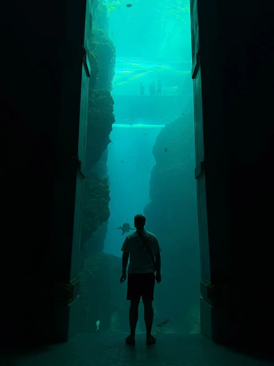 Я столкнулся с акулой практически нос к носу и понял одну вещь 🦈
Вообще, я обожаю замедлять об окружающий мир и природу | Сетка — социальная сеть от hh.ru