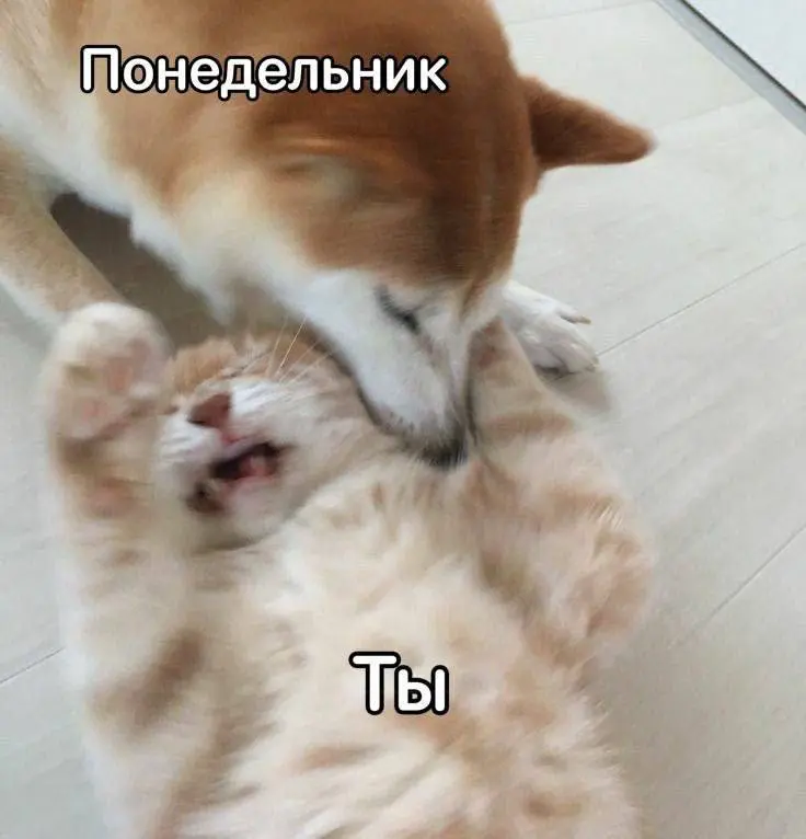 Как перестать ненавидеть понедельники | Сетка — социальная сеть от hh.ru