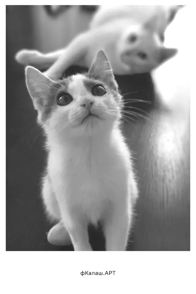 Клео (котенок) на фоне с Алексом и Тася (Собака)
фото - Родни
#Коты #Собака | Сетка — социальная сеть от hh.ru
