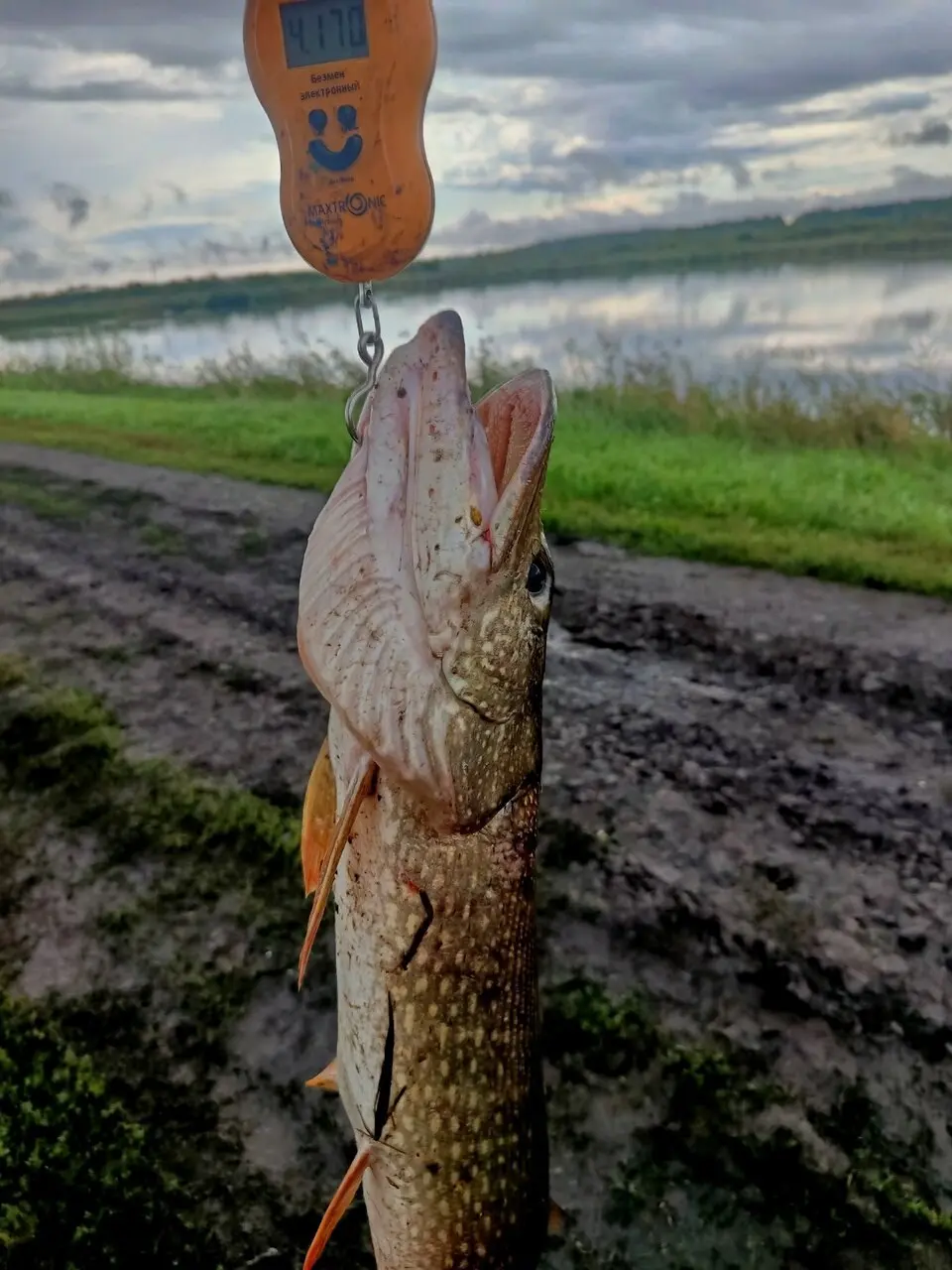 Скатался погонять зубастую на спиннинг 🎣. А по итогу она меня погоняла 🤣 | Сетка — социальная сеть от hh.ru