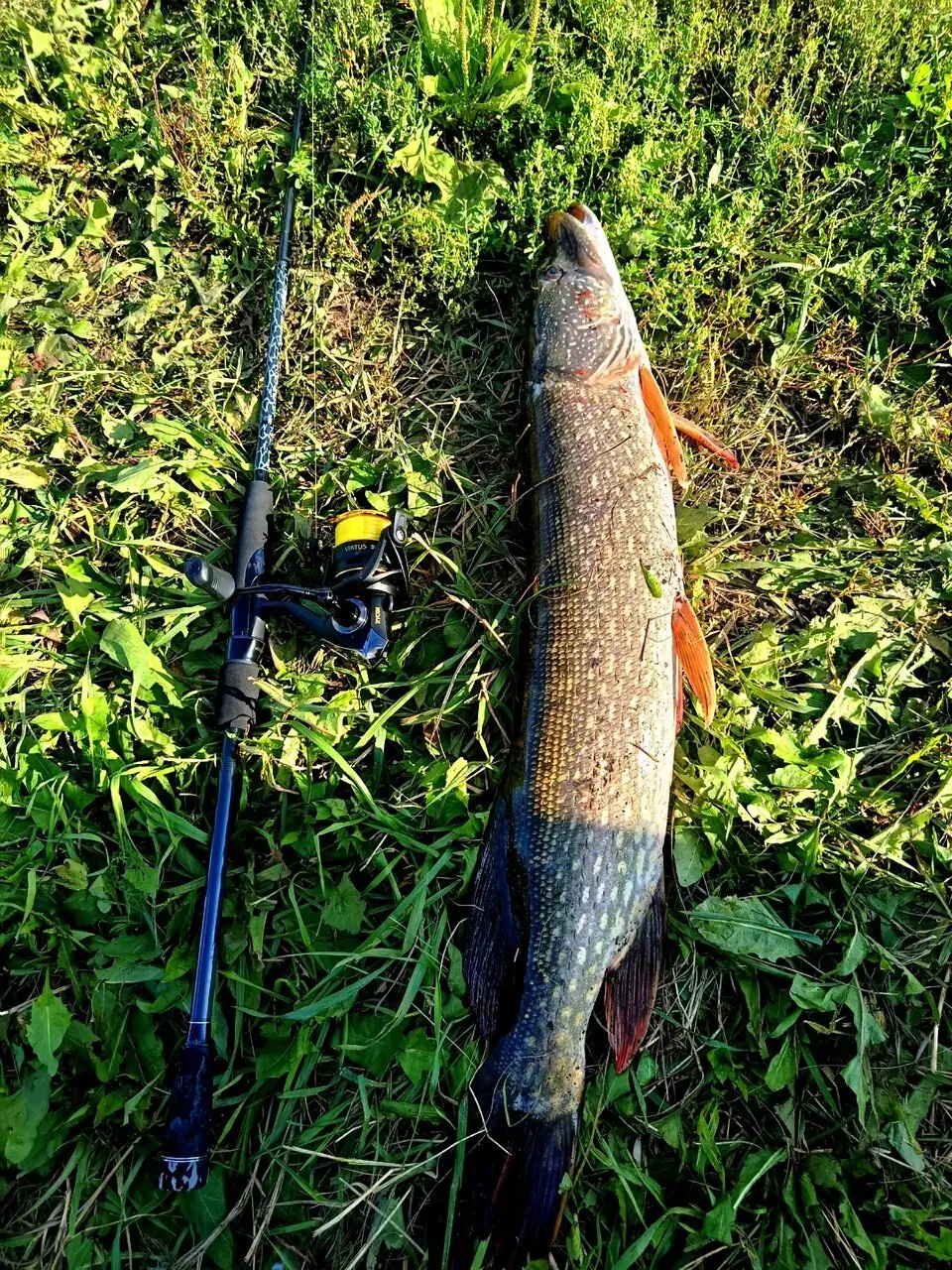 Скатался погонять зубастую на спиннинг 🎣. А по итогу она меня погоняла 🤣 | Сетка — социальная сеть от hh.ru