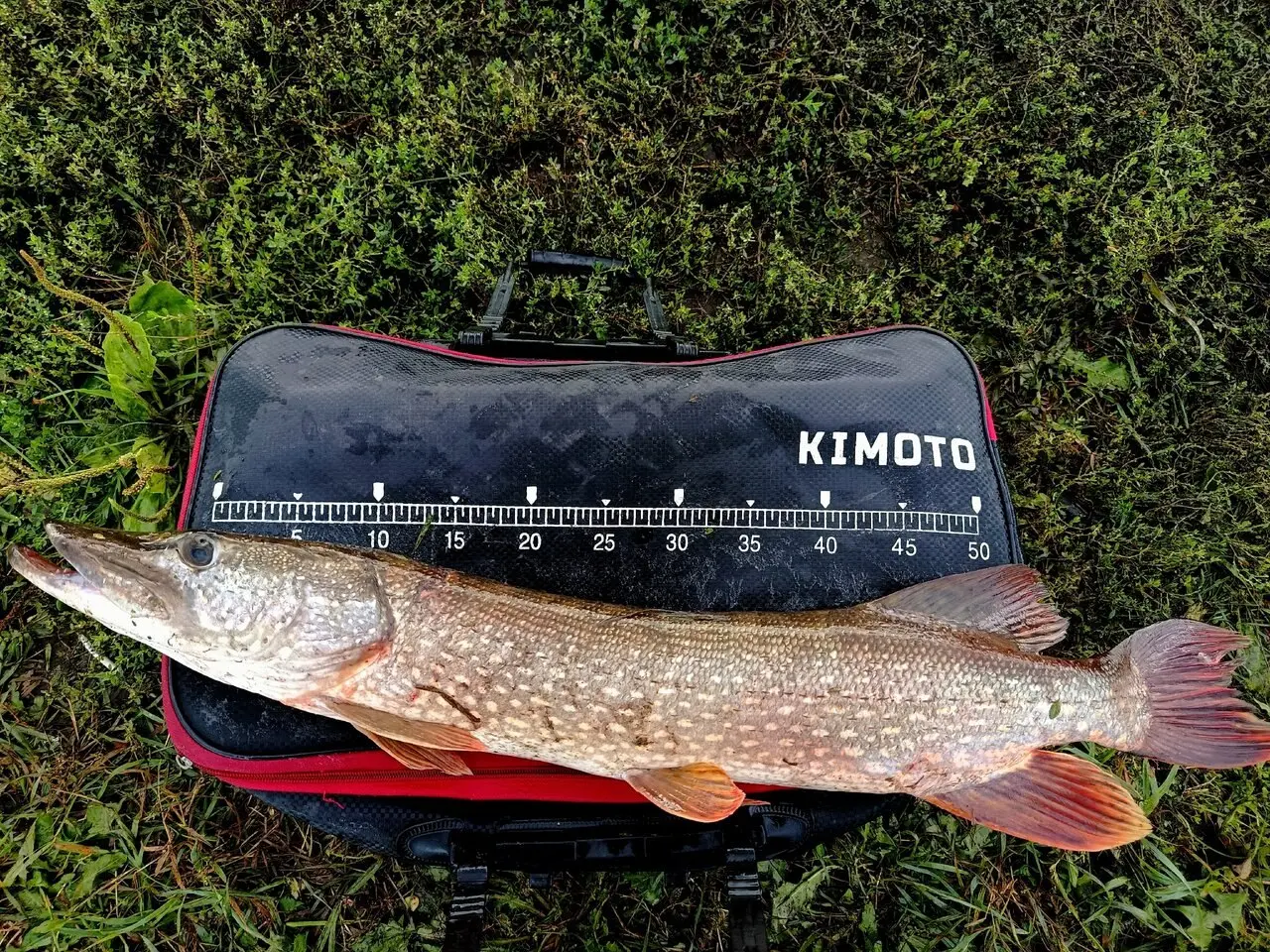 Скатался погонять зубастую на спиннинг 🎣. А по итогу она меня погоняла 🤣 | Сетка — социальная сеть от hh.ru