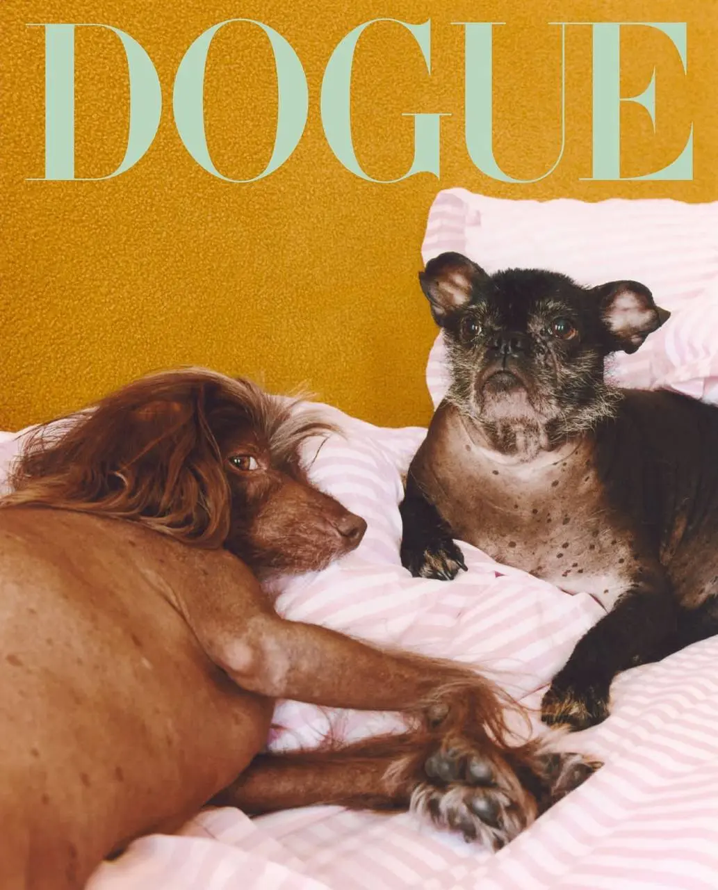 Собачья версия американского Vogue выкатила осенние обложки - и все как на подбор лучше сентябрьской человеческой.
На первой - победитель конкурса редакции, итальянская левретка Спад | Сетка — социальная сеть от hh.ru