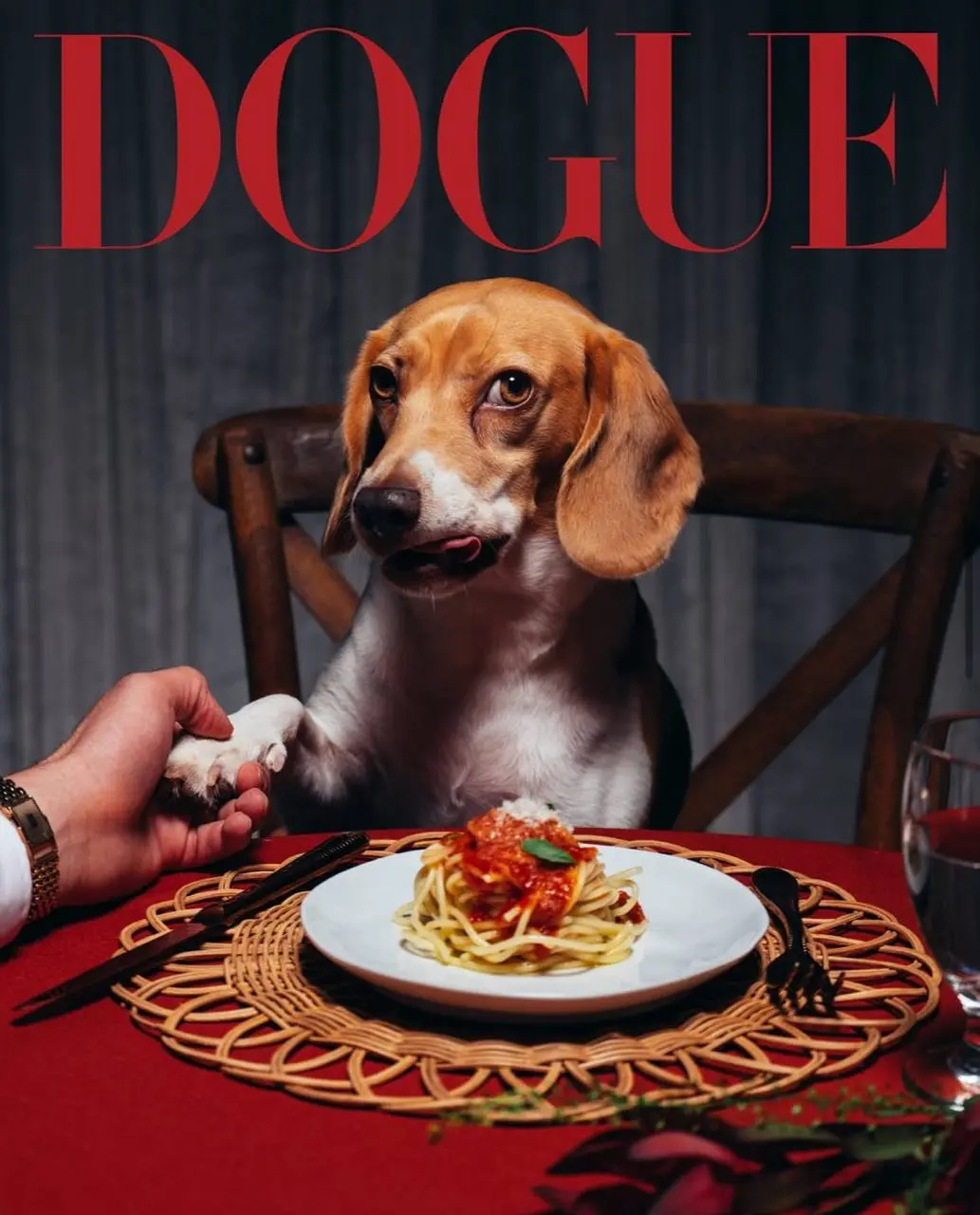 Собачья версия американского Vogue выкатила осенние обложки - и все как на подбор лучше сентябрьской человеческой.
На первой - победитель конкурса редакции, итальянская левретка Спад | Сетка — социальная сеть от hh.ru