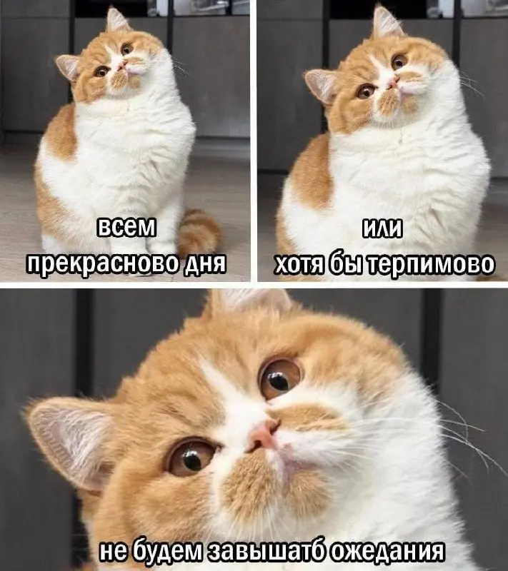 Доброе утро ☀️🤣🤣
#мемчики | Сетка — социальная сеть от hh.ru