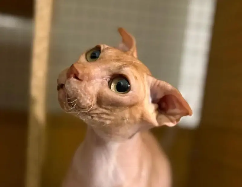 🐱 Ставропольские ветеринары спасли сфинкса от вирусной инфекции
В Буденновскую ветстанцию хозяин привёз кошку с высокой температурой, вялостью, отказом от еды, затруднённым дыханием и сильным слюноотд... | Сетка — социальная сеть от hh.ru