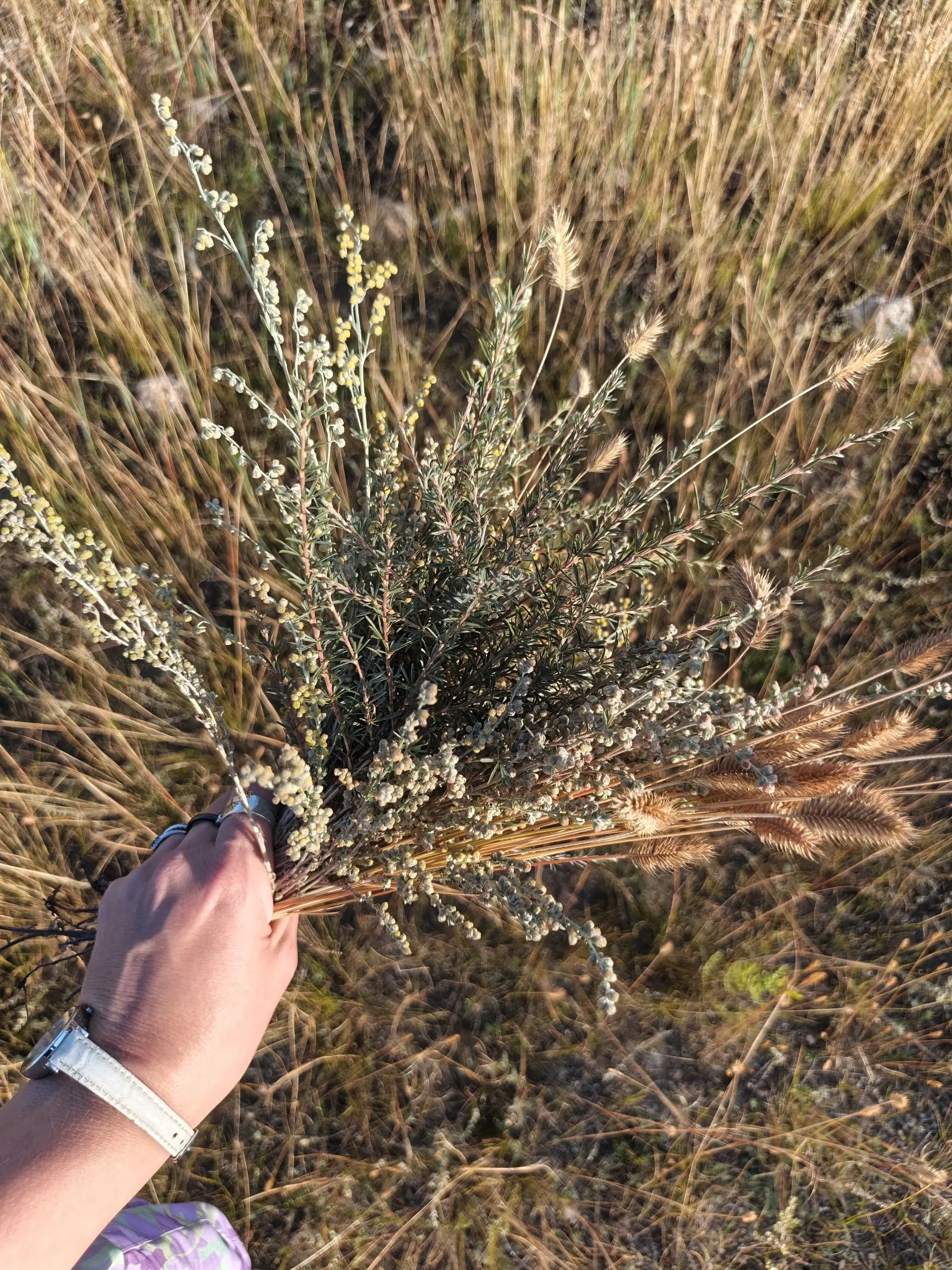 📍 Редкие растения Ольхона: полынь Ледебура
Полынь Ледебура (Artemisia ledebouriana) — узколокальный эндем Прибайкалья. Её излюбленные местообитания — песчаные дюны и щебнистые степные склоны | Сетка — социальная сеть от hh.ru