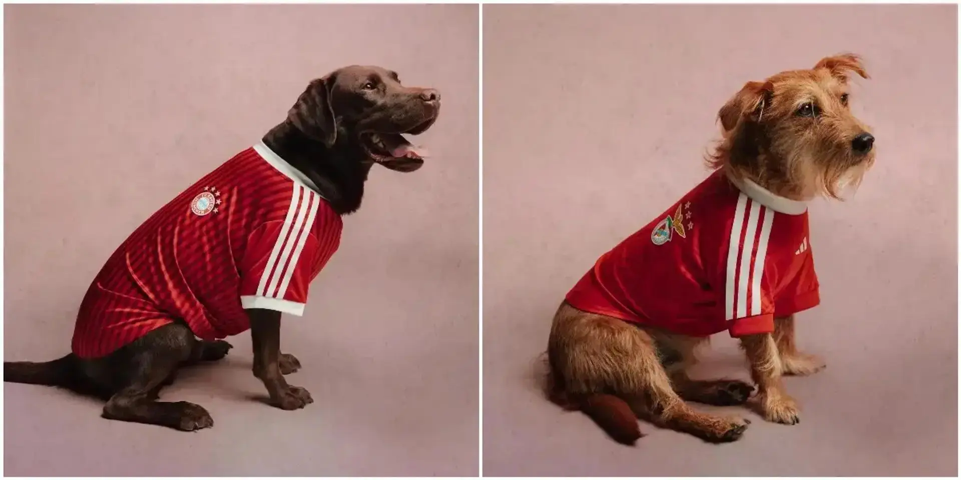 Adidas теперь не остановить с футбольной формой для домашних животных. В этот раз бренд выпустил целую линейку клубной экипировки для питомцев — Clubs Pet Collection | Сетка — социальная сеть от hh.ru