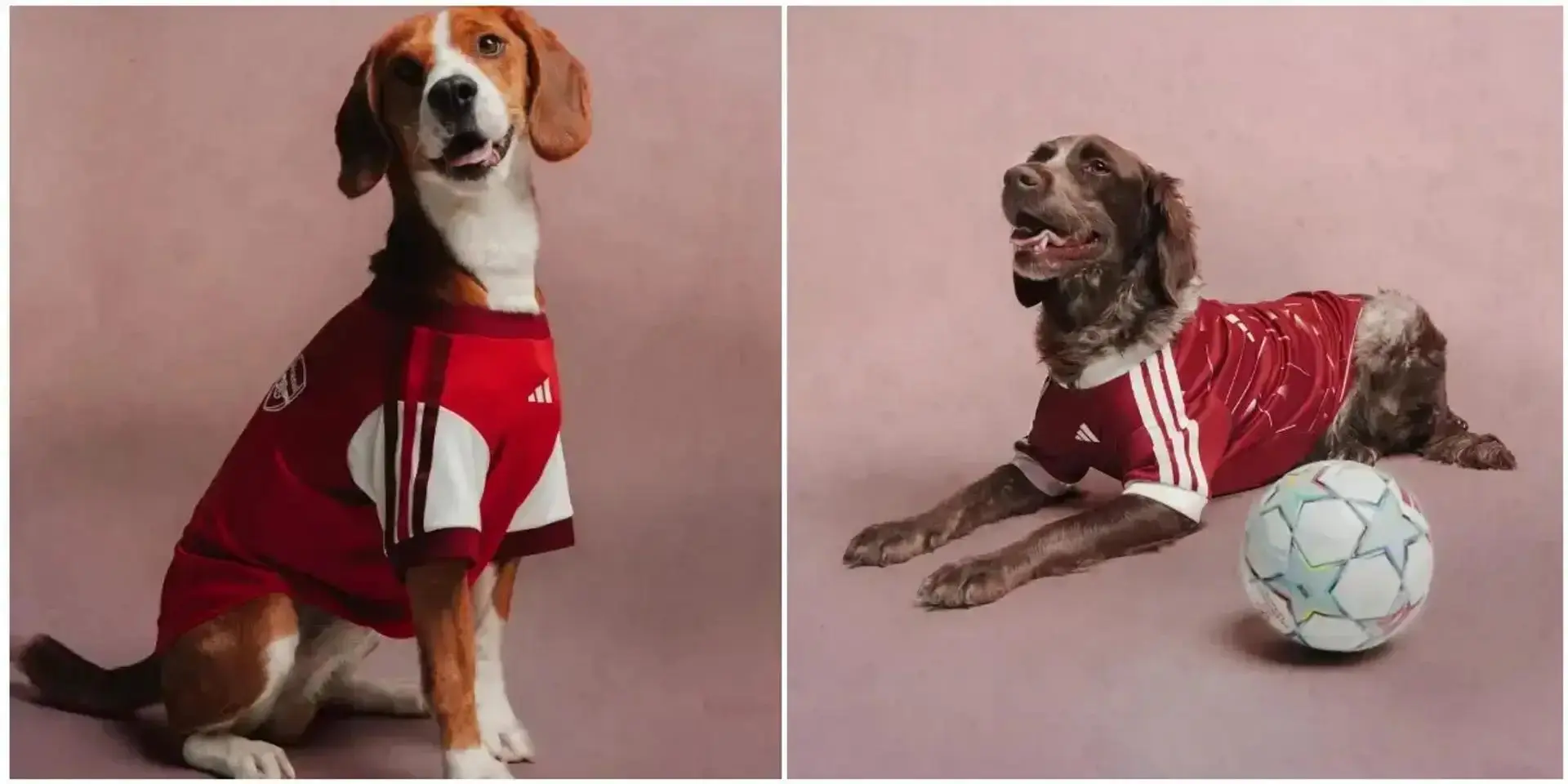Adidas теперь не остановить с футбольной формой для домашних животных. В этот раз бренд выпустил целую линейку клубной экипировки для питомцев — Clubs Pet Collection | Сетка — социальная сеть от hh.ru