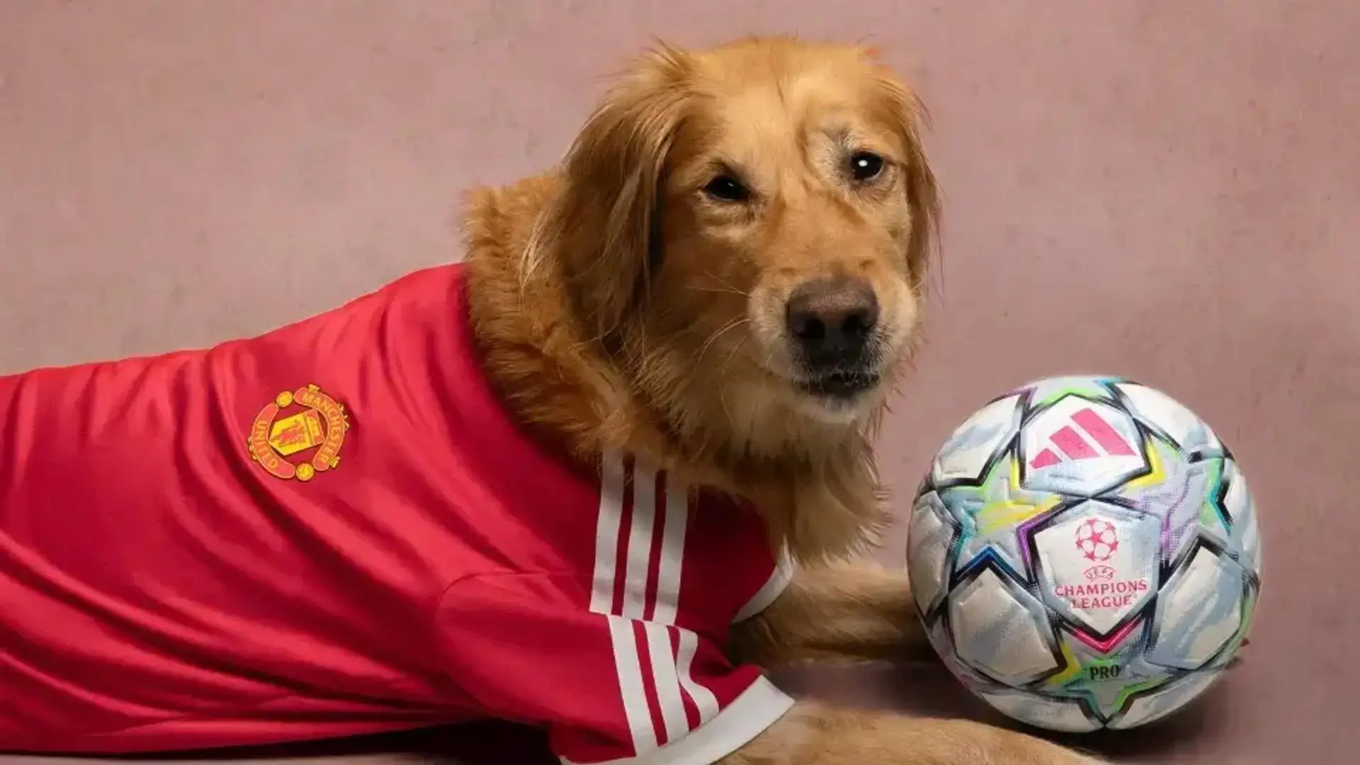 Adidas теперь не остановить с футбольной формой для домашних животных. В этот раз бренд выпустил целую линейку клубной экипировки для питомцев — Clubs Pet Collection | Сетка — социальная сеть от hh.ru