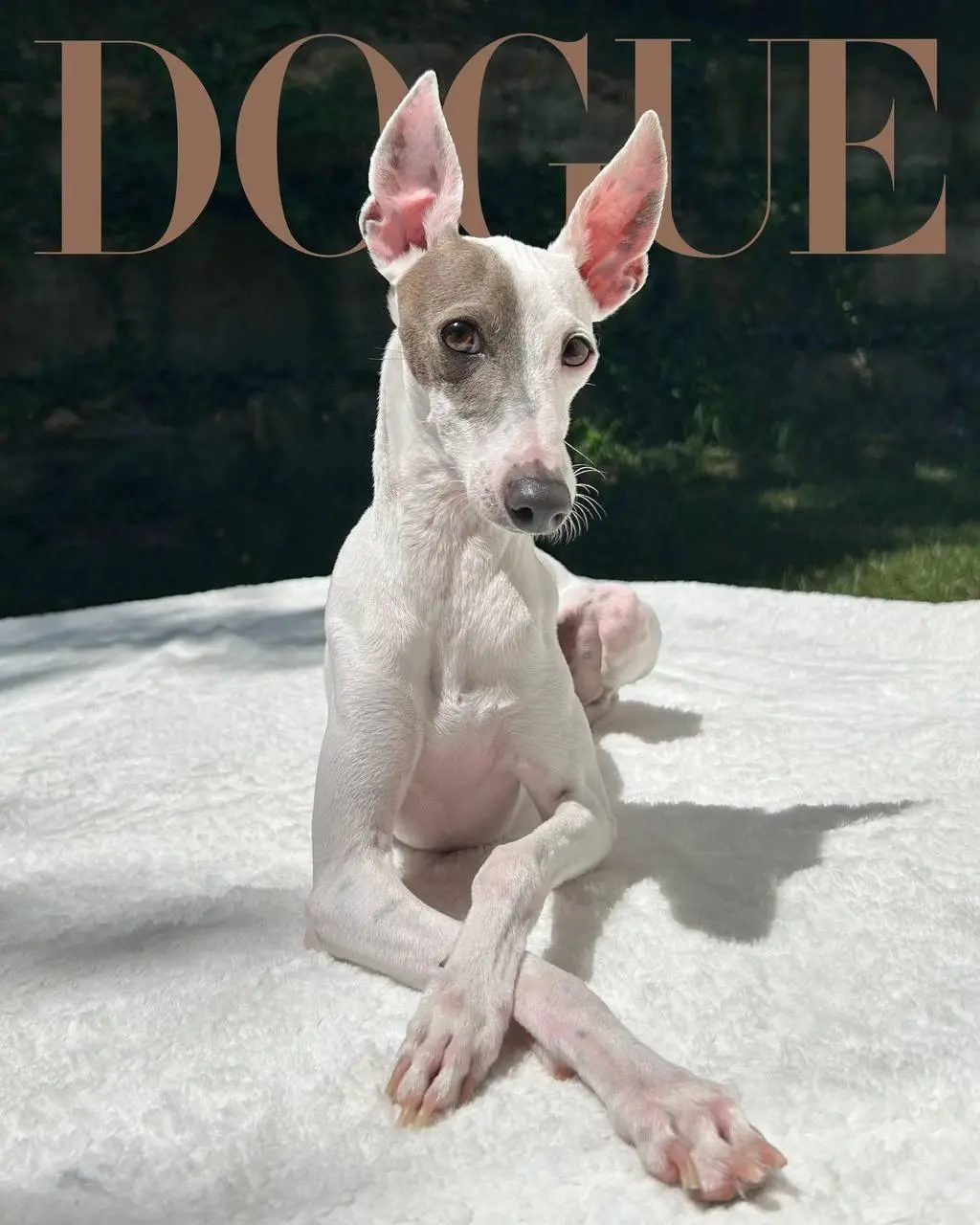 Морда найдена
Помните, Vogue искал новую морду для Dogue?
Нашёл | Сетка — социальная сеть от hh.ru