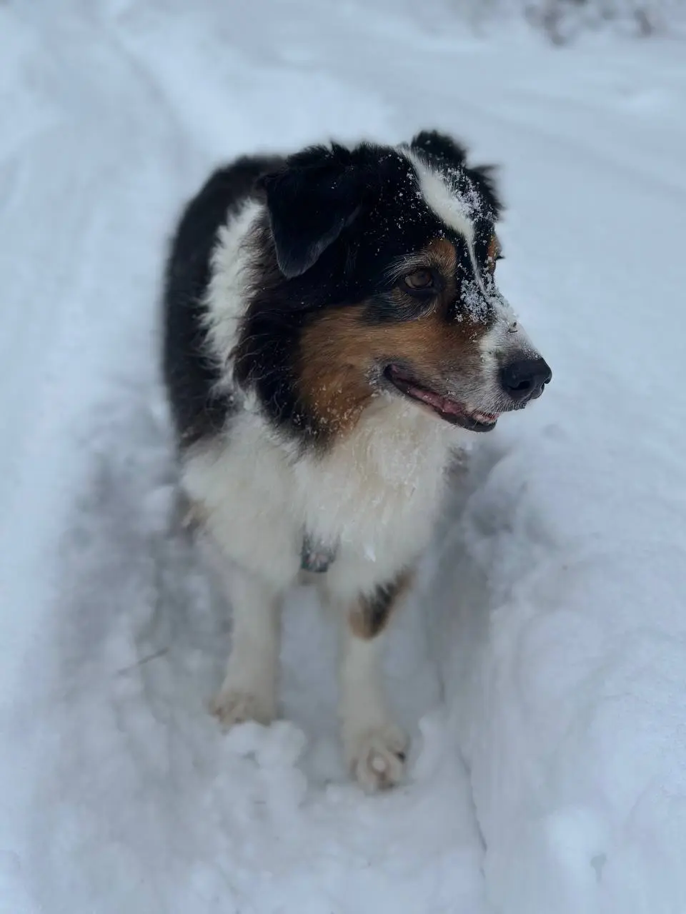 У Булки сегодня День Рождения, 12 лет любимой псинке. ❤️🎂
Не представляю свою жизнь без Джона, да и в целом без собани | Сетка — социальная сеть от hh.ru