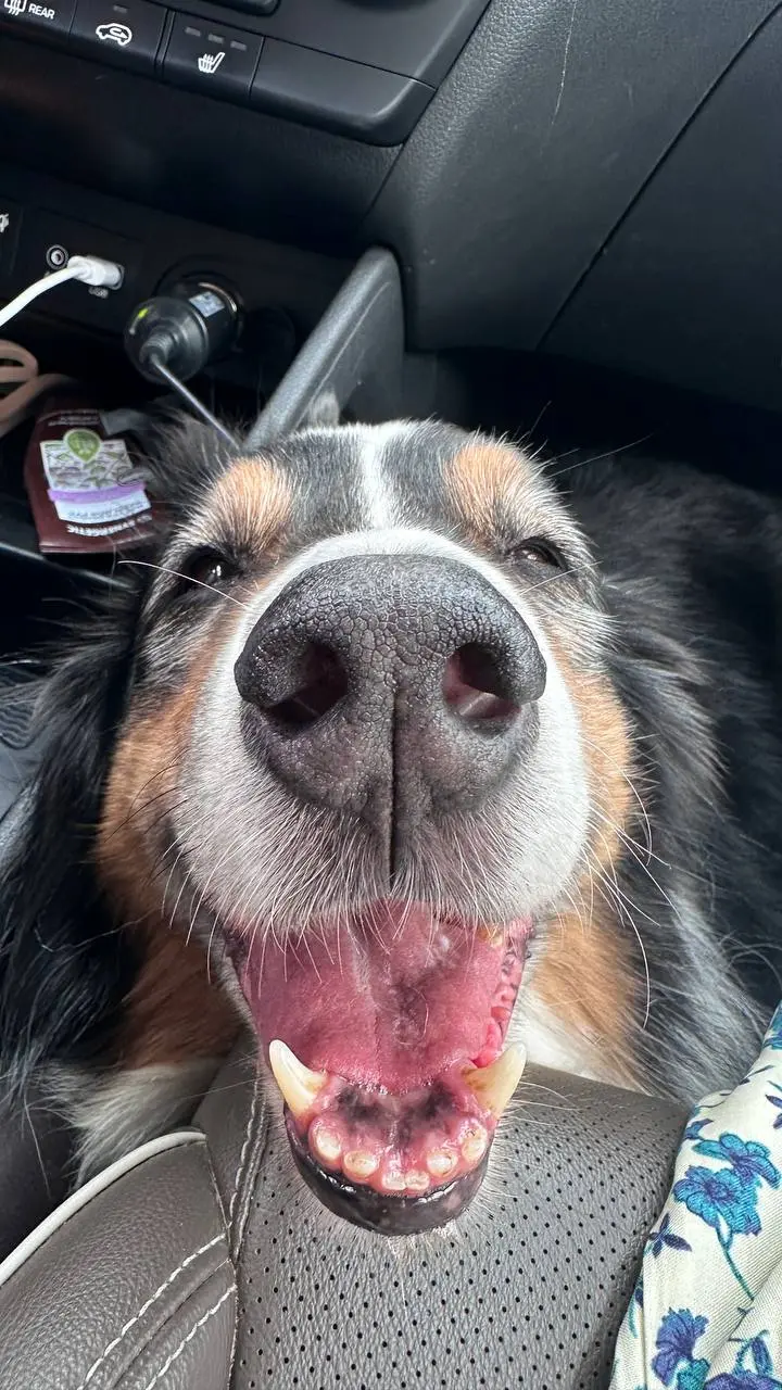 У Булки сегодня День Рождения, 12 лет любимой псинке. ❤️🎂
Не представляю свою жизнь без Джона, да и в целом без собани | Сетка — социальная сеть от hh.ru