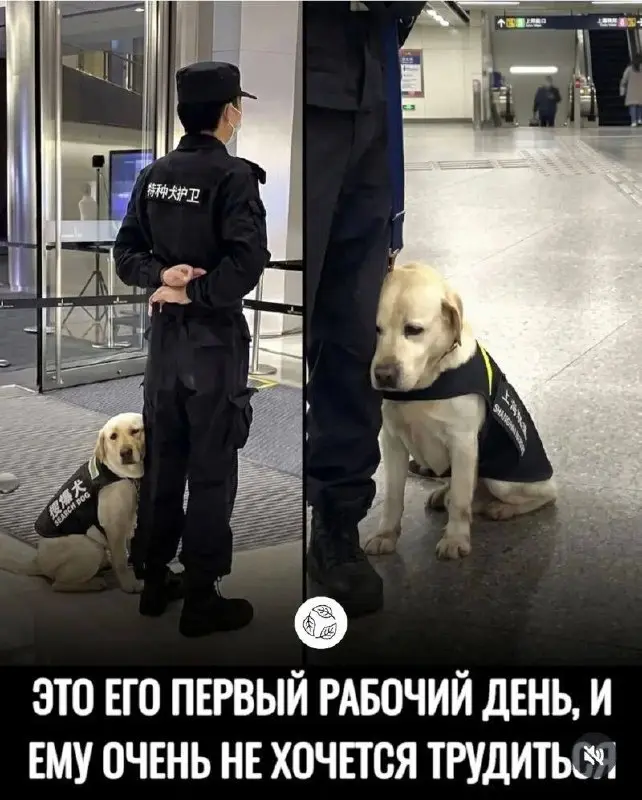 #dogs #work | Сетка — социальная сеть от hh.ru