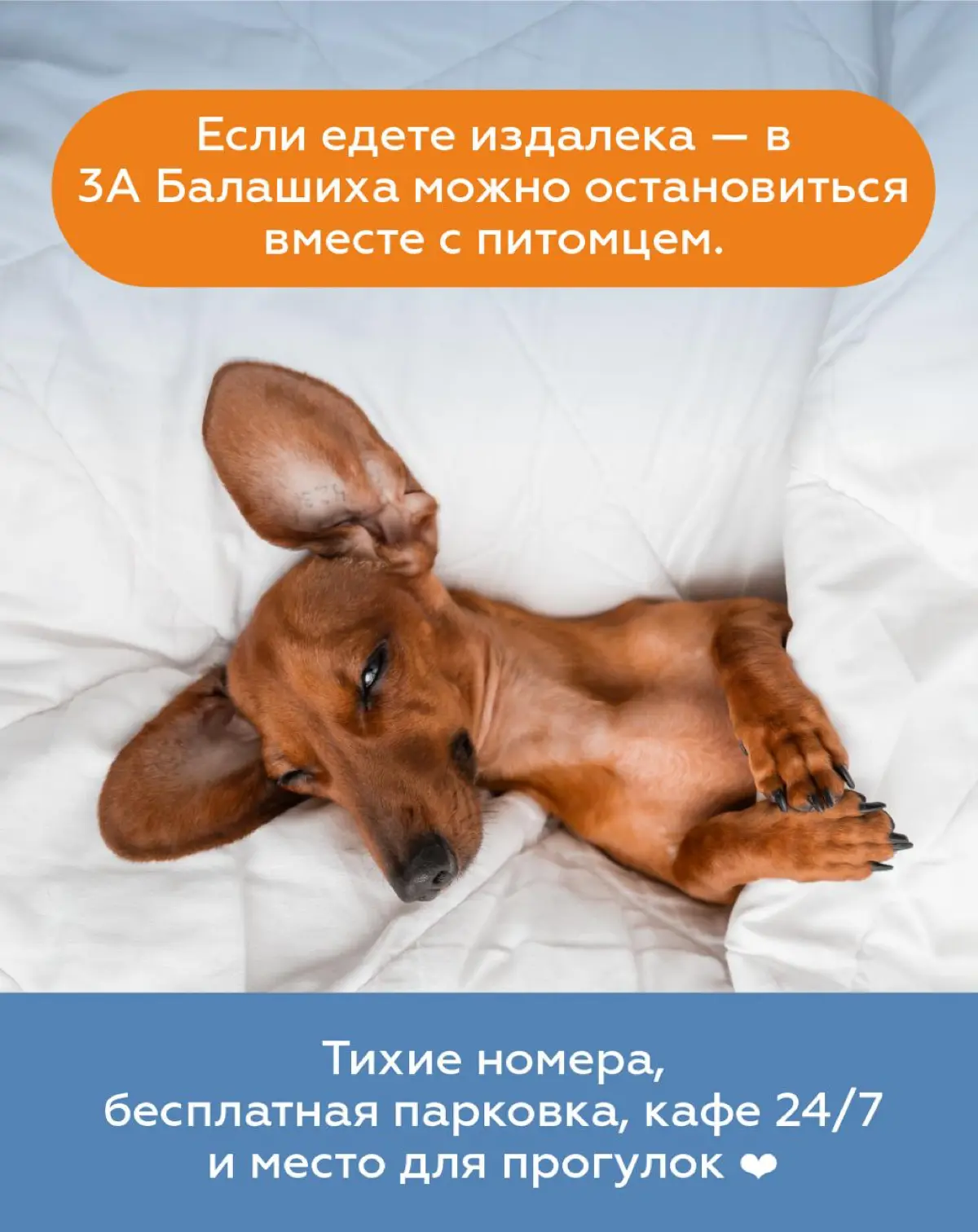 🐾 22 и 23 августа Измайловский парк Москвы перейдёт под хвостатое управление. Здесь пройдёт «Четыре Лапы ФЕСТ» — большой семейный праздник, куда можно (и даже нужно!) прийти вместе с питомцем | Сетка — социальная сеть от hh.ru