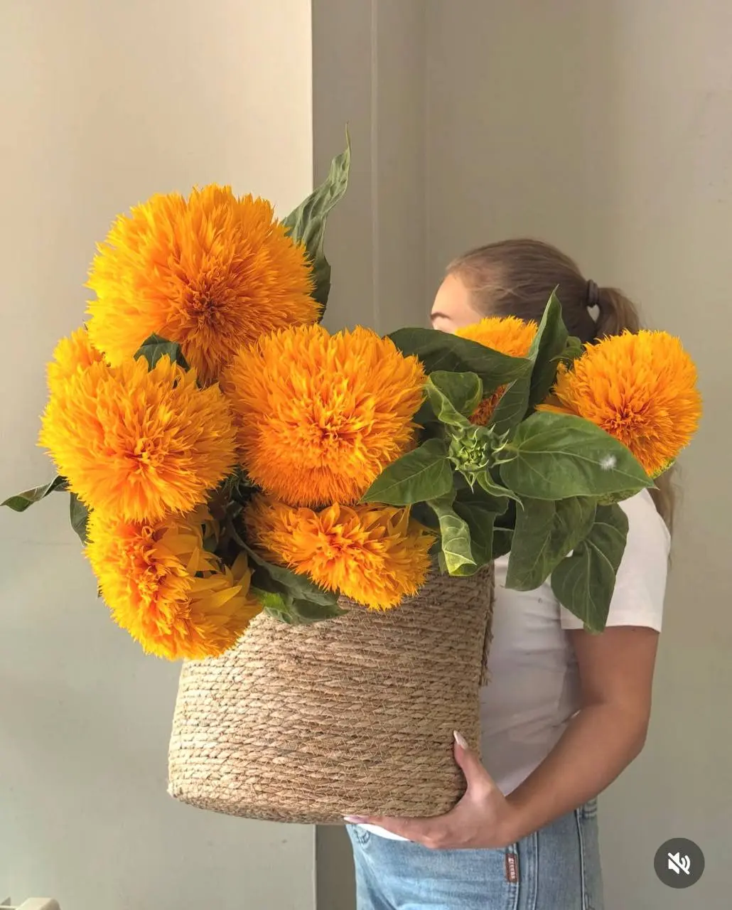 хотелка дня: Teddy подсолнухи!🌻
(почему я не знала о них раньше???) | Сетка — социальная сеть от hh.ru