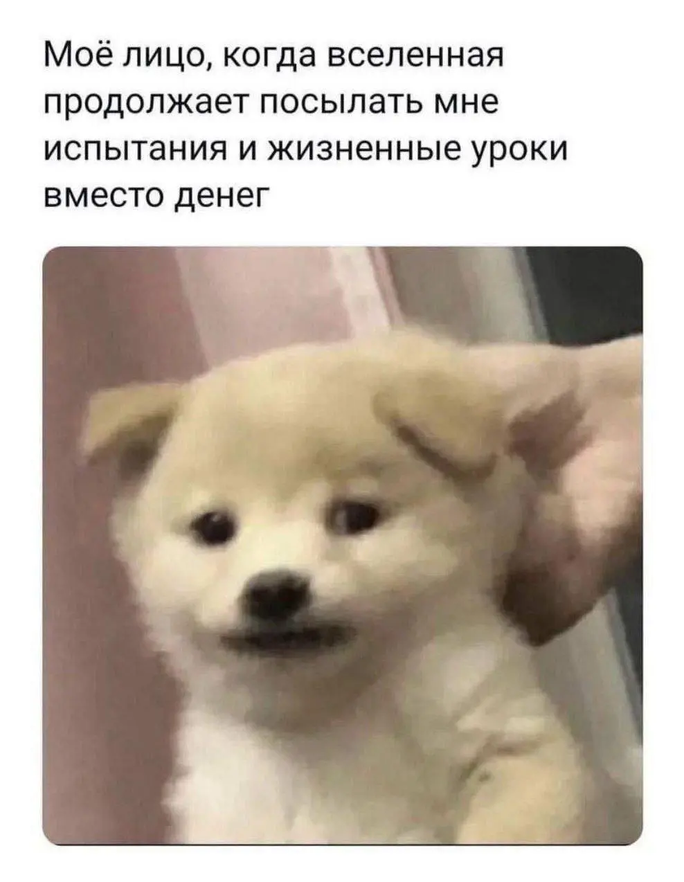 Мем-предсказание на сегодня | Сетка — социальная сеть от hh.ru