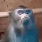 Александр Амелин