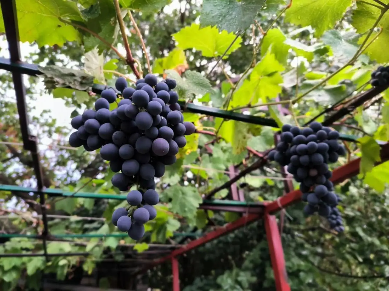🍇 На Ставрополье начался сбор винограда
В этом сезоне урожай соберут с площади около 3,7 тыс. га. Аграрии надеются получить почти 35 тыс. тонн ягод | Сетка — социальная сеть от hh.ru