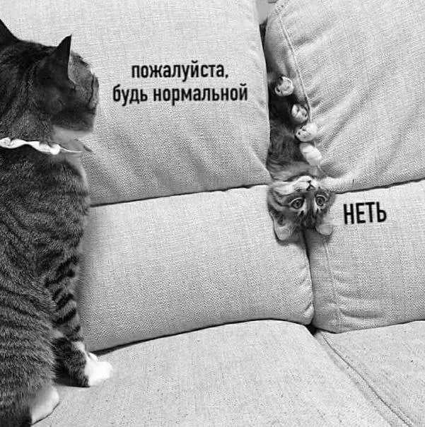 Главное - быть собой 😂
БЛОГ В ТГ / БЛОГ В MAX
#Юмор #Коты
В этом посте были ссылки, но мы их удалили по правилам Сетки | Сетка — социальная сеть от hh.ru