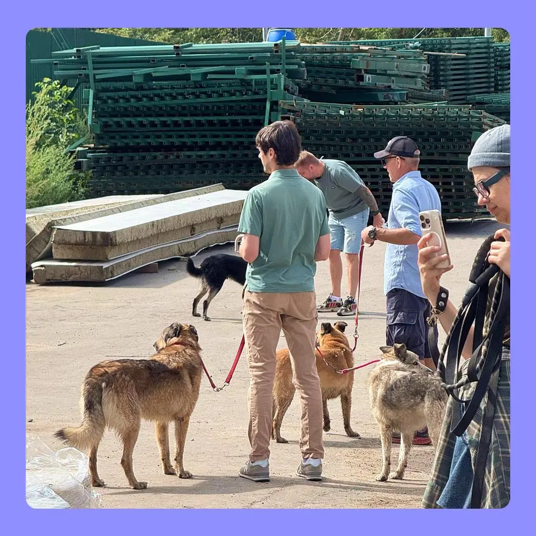 МТС Банк x Альфа-Банк: выезд в приют 🤍 | Сетка — социальная сеть от hh.ru