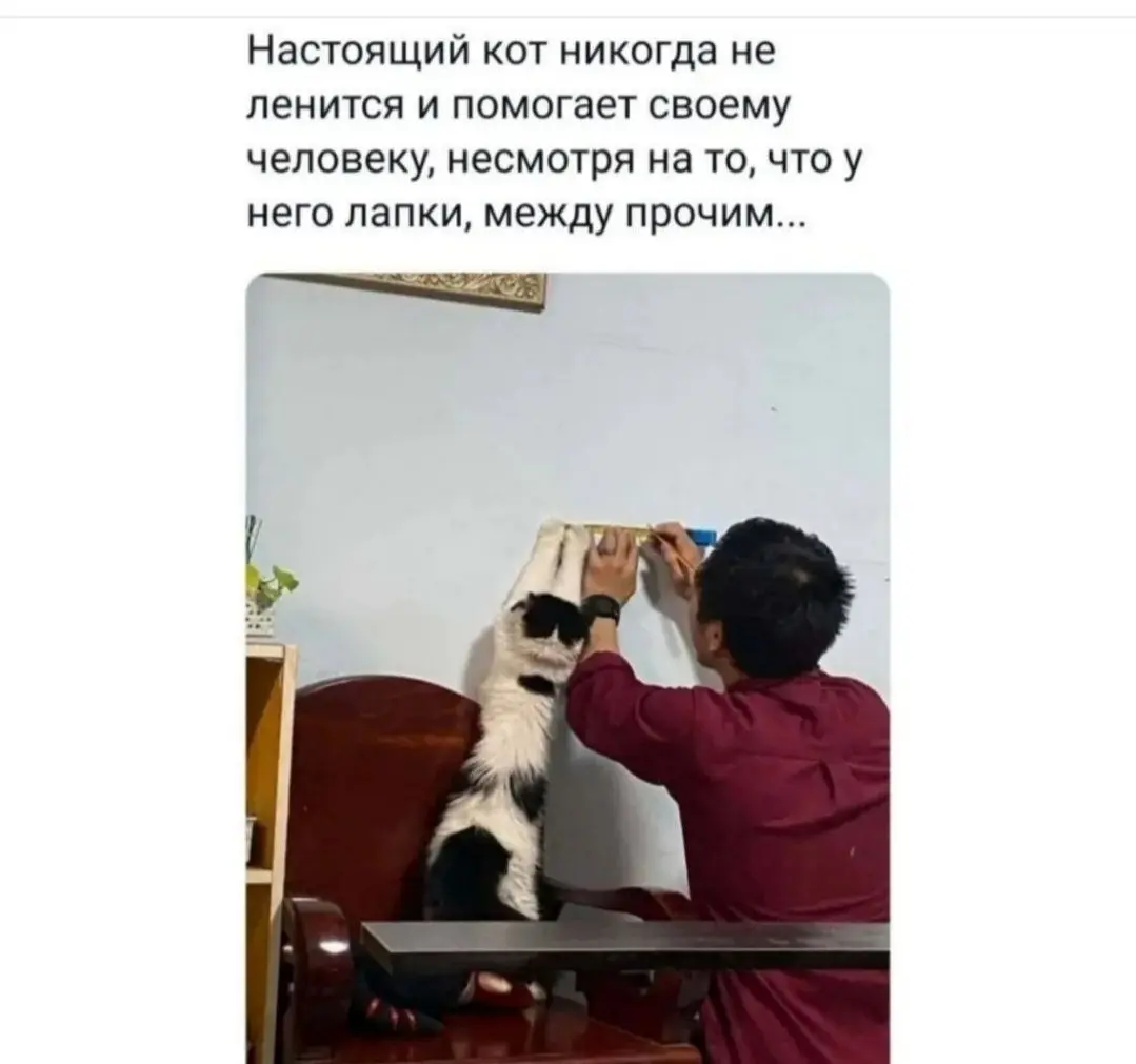 Настоящий член команды 😂
БЛОГ В ТГ / БЛОГ В MAX
#Юмор #Коты
В этом посте были ссылки, но мы их удалили по правилам Сетки | Сетка — социальная сеть от hh.ru