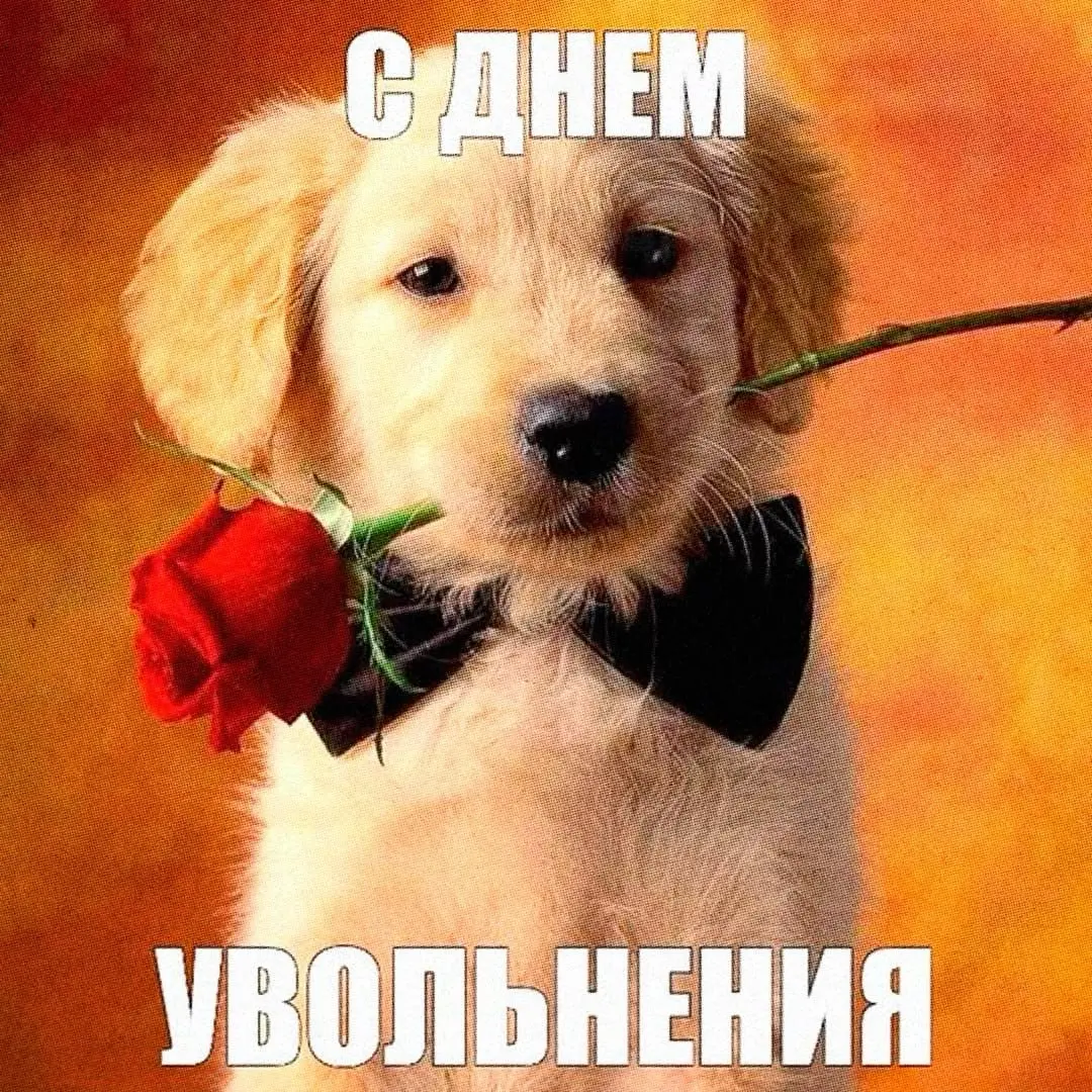 Подборка открыток для любимых коллег
Поздравь своего работягу, пусть улыбнется 🤪 | Сетка — социальная сеть от hh.ru