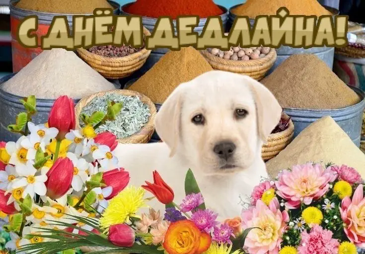 Подборка открыток для любимых коллег
Поздравь своего работягу, пусть улыбнется 🤪 | Сетка — социальная сеть от hh.ru