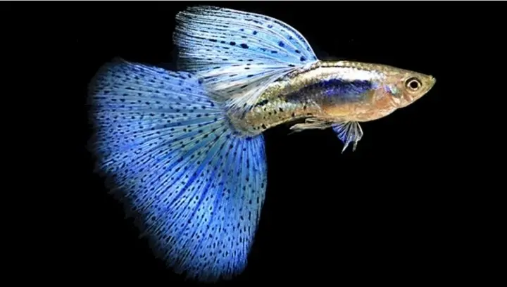 ✏️ Водоснабжение и канализация: Аквариум онлайн
🐠 https://vk.ru/rybkaru 🐳
Просмотр рыбок в аквариуме в режиме реального времени https://vk.ru/away.php?to=https://vkvideo | Сетка — социальная сеть от hh.ru