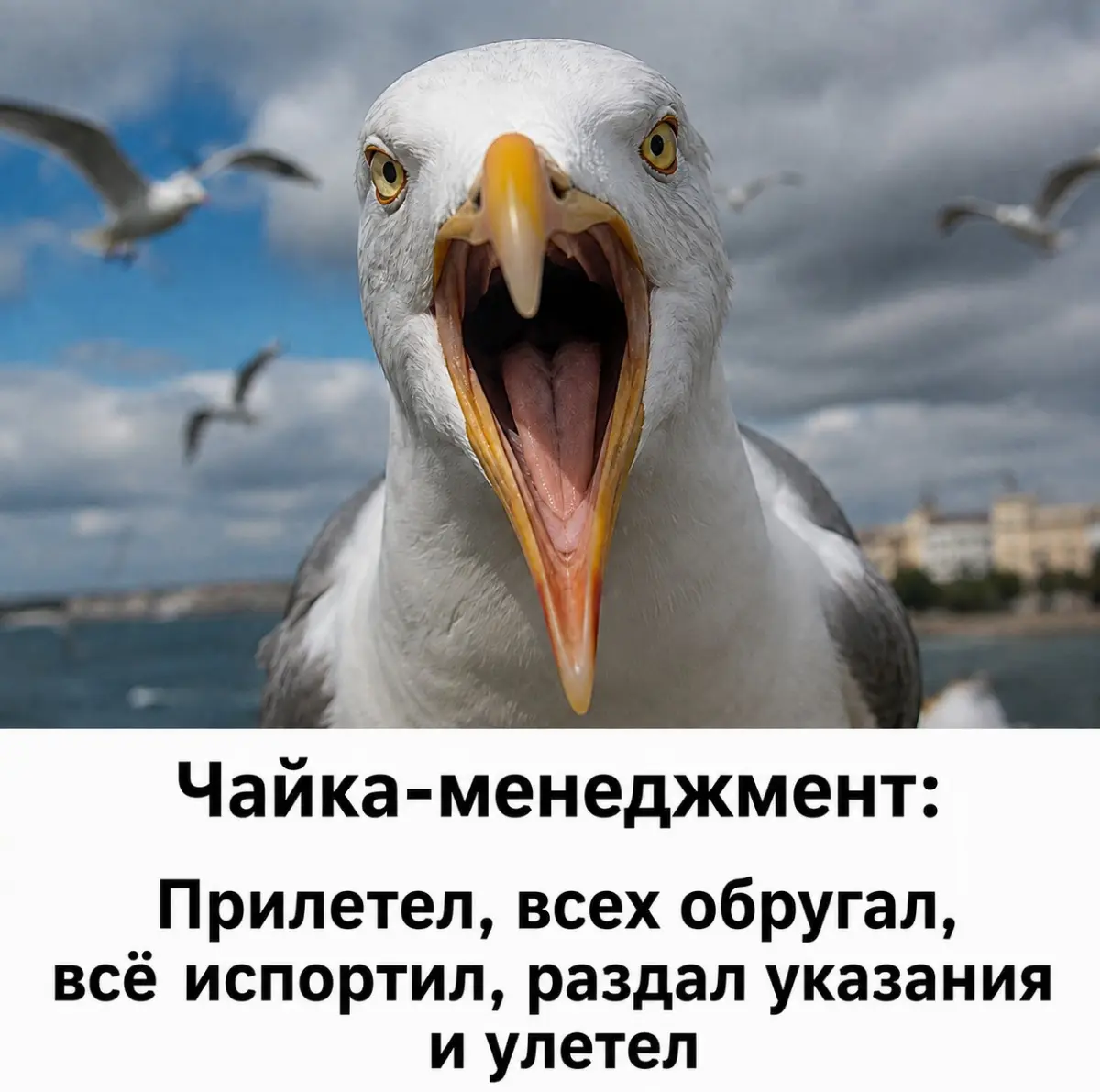 Чайка-менеджмент. Сталкивались с таким типом руководства? | Сетка — социальная сеть от hh.ru