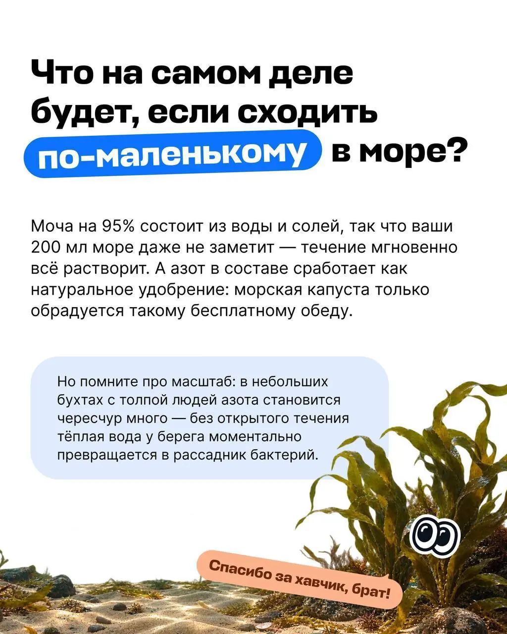 У Авиасейлс появился гайд на тему «Можно ли справлять нужду в море?» | Сетка — социальная сеть от hh.ru