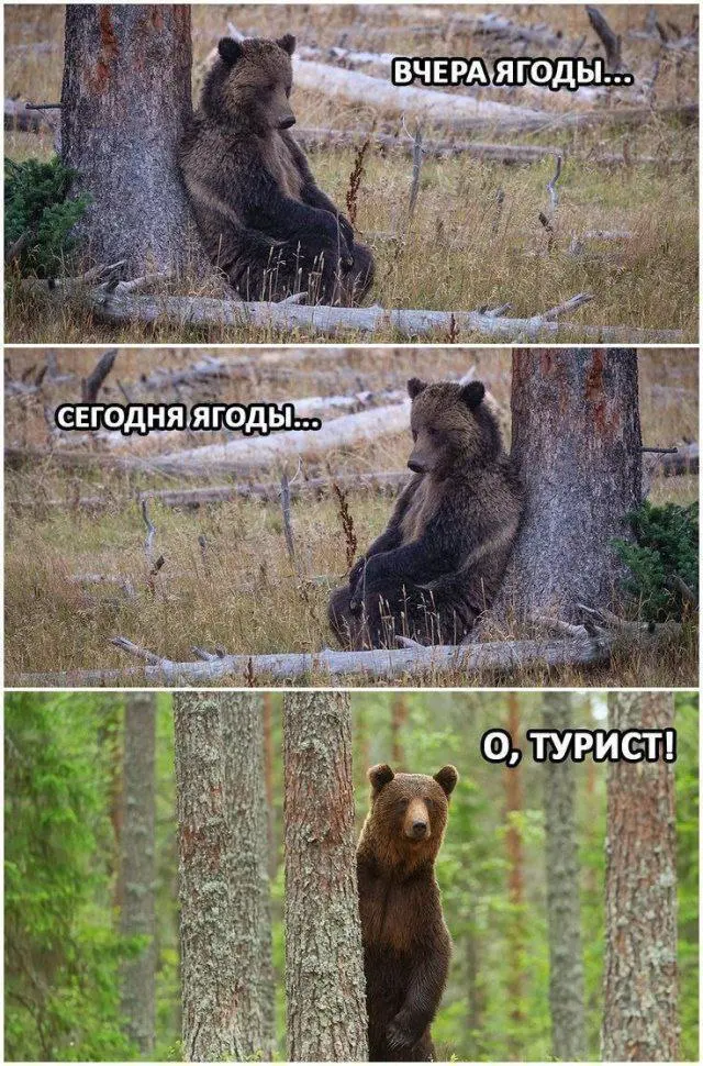 Видотип России | Сетка — социальная сеть от hh.ru