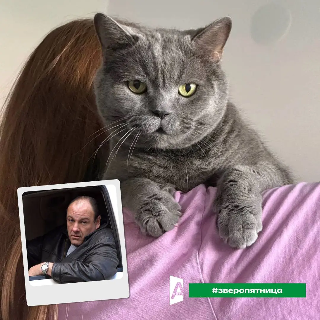 Давно не было рубрики #зверопятница?
Все мохнатые разъехались по отпускам. Вот только вернулись и готовы снова позировать нам в ленте 😎
Псс, подкрались последние выходные этого лета | Сетка — социальная сеть от hh.ru