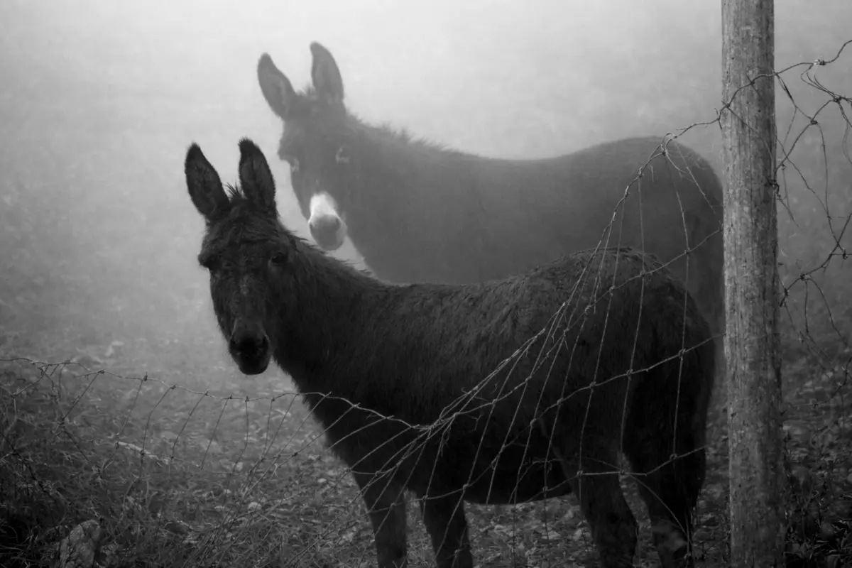 Thoughts on a Leash
#photoandreyheimonen | Сетка — социальная сеть от hh.ru
