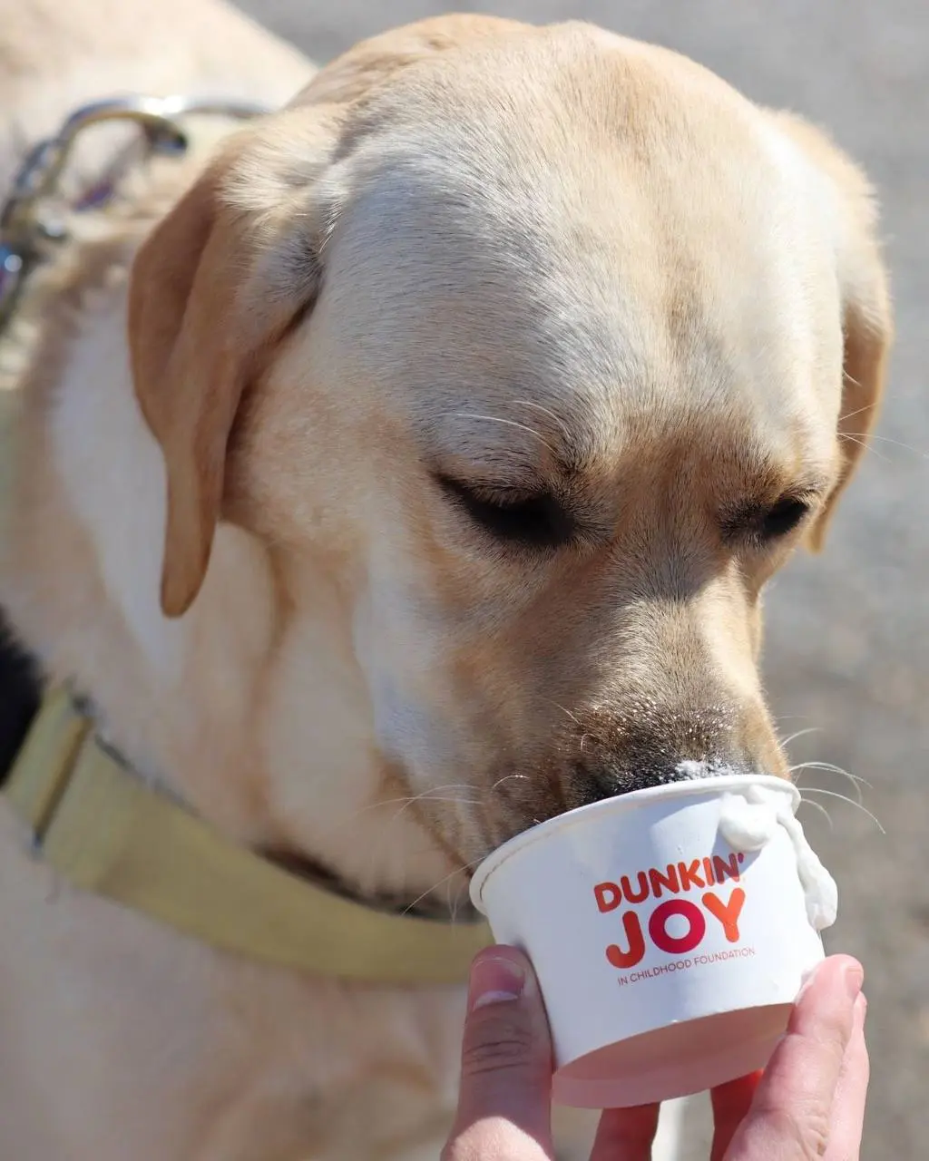 Dunkin’ организовал дог-кофейню к национальному дню собак | Сетка — социальная сеть от hh.ru