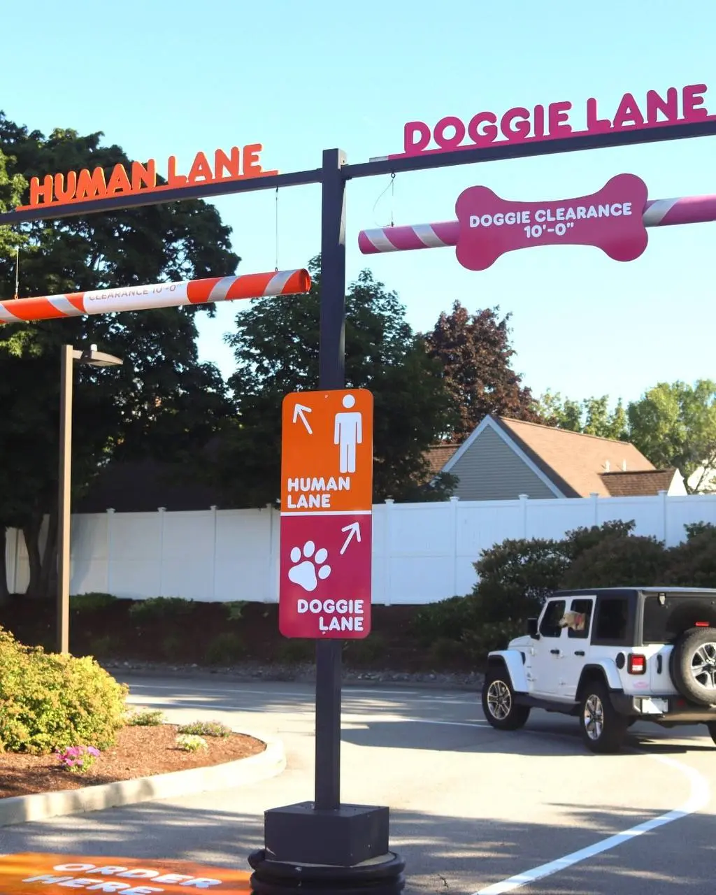 Dunkin’ организовал дог-кофейню к национальному дню собак | Сетка — социальная сеть от hh.ru