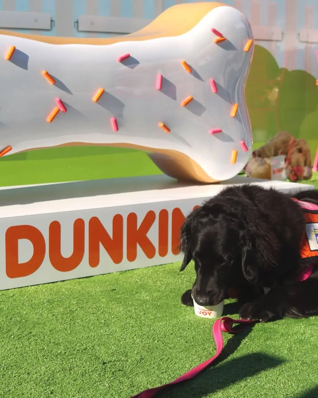 Dunkin’ организовал дог-кофейню к национальному дню собак | Сетка — социальная сеть от hh.ru