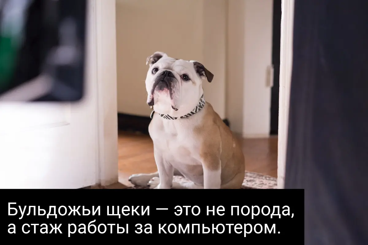 "Бульдог-офисный" | Сетка — социальная сеть от hh.ru