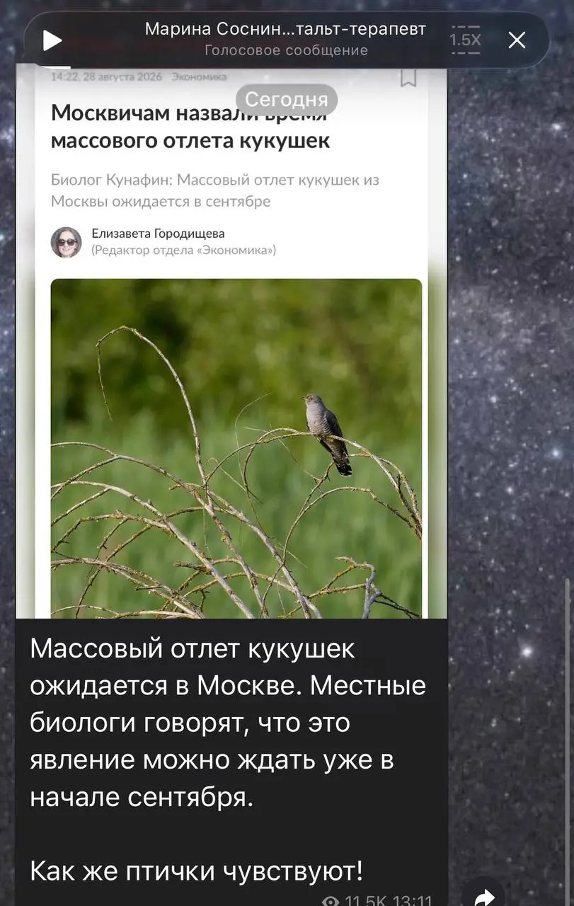 Остерегайтесь! Прогнозируется массовый отлет кукушек осенью. Не знаю как это влияет на погоду, но кукушку надо беречь😅 | Сетка — социальная сеть от hh.ru