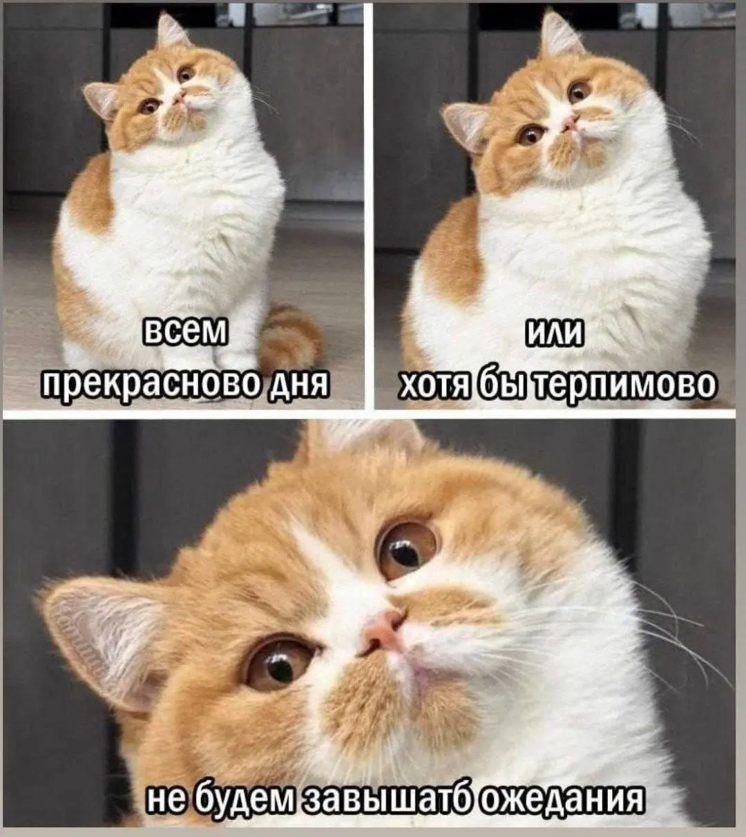 Без ожиданий 😂
БЛОГ В ТГ / БЛОГ В MAX
#Юмор #Коты
В этом посте были ссылки, но мы их удалили по правилам Сетки | Сетка — социальная сеть от hh.ru