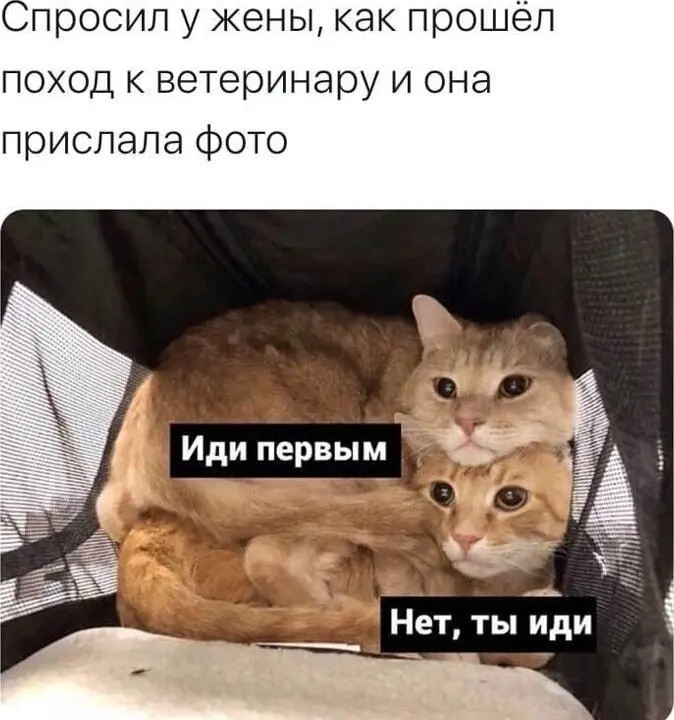 Дню ветеринарного работника посвящается | Сетка — социальная сеть от hh.ru