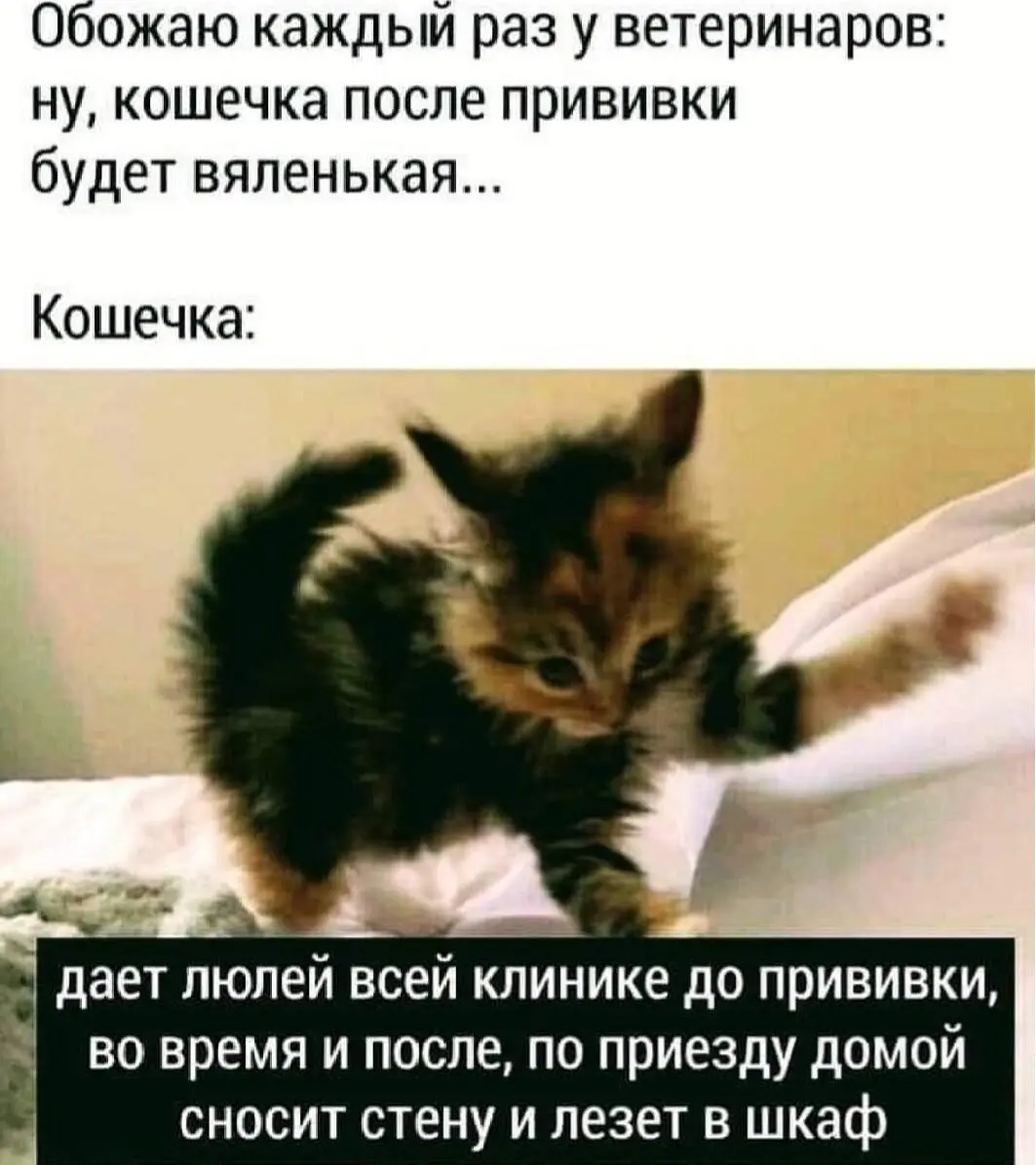 Дню ветеринарного работника посвящается | Сетка — социальная сеть от hh.ru